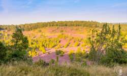 Wanderung zum Totengrund im Naturschutzgebiet Lüneburger Heide Wanderung zum Totengrund im Naturschutzgebiet Lüneburger Heide