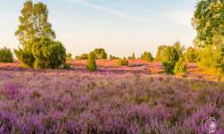 Wanderung zum Totengrund im Naturschutzgebiet Lüneburger Heide Wanderung zum Totengrund im Naturschutzgebiet Lüneburger Heide