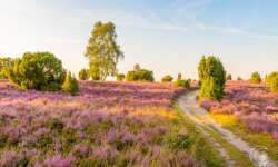 Wanderung zum Totengrund im Naturschutzgebiet Lüneburger Heide Wanderung zum Totengrund im Naturschutzgebiet Lüneburger Heide