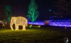 Der Elefant Der Elefant