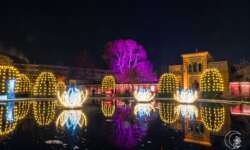 Die Seerosen von der Seite Die Seerosen von der Seite