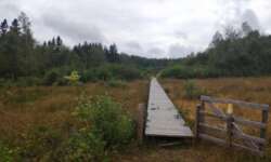 Stege durch die Sistiger Heide Stege durch die Sistiger Heide