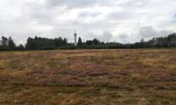 Heidelandschaft Heidelandschaft