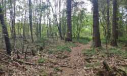 Waldwege zum Genießen Waldwege zum Genießen