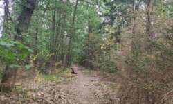 Waldwege zum Genießen Waldwege zum Genießen