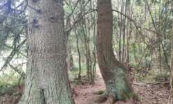 Lambada tanzende Bäume Lambada tanzende Bäume