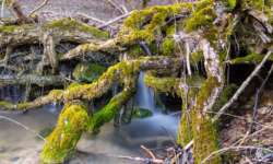 Kleiner Wasserfall zwischen den Wurzeln eines Baumes Kleiner Wasserfall zwischen den Wurzeln eines Baumes