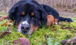 Der Hund ist müde Der Hund ist müde