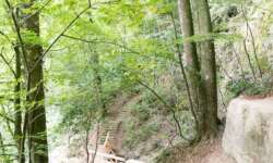 Muellertrail Muellertrail