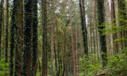 Wunderbare Waldstimmung zu Beginn Wunderbare Waldstimmung zu Beginn