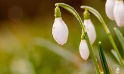 Noch ein Glöckchen Noch ein Glöckchen