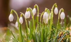 Schneeglöckchengruppe am Morgen Schneeglöckchengruppe am Morgen