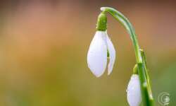 Schneeglöckchen am Morgen Schneeglöckchen am Morgen