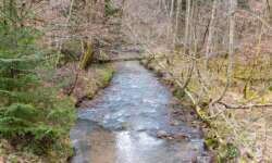 Der Katzenbach Der Katzenbach