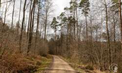 Sonnen-Frühlingswald Sonnen-Frühlingswald