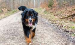 Waldwanderungen liebt Diego Waldwanderungen liebt Diego