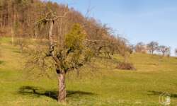 Obstbäume im Filstal Obstbäume im Filstal
