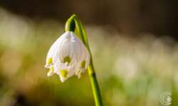 Märzenbecherblüte im Autal Märzenbecherblüte im Autal