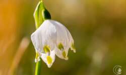 Sonniger Märzenbecher Sonniger Märzenbecher