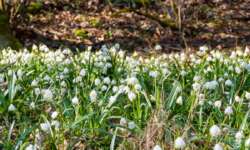 Märzenbecherteppich Märzenbecherteppich