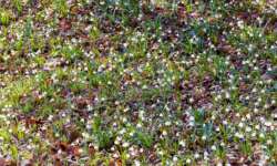 Alles voll zur Märzenbecherblüte Alles voll zur Märzenbecherblüte