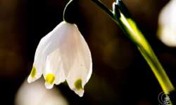 Und noch eine Blüte Und noch eine Blüte