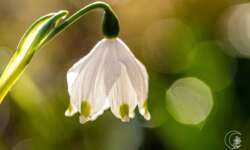 Soundsovielte Blüte Soundsovielte Blüte