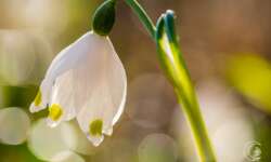 Jetzt reichts mit Blüten Jetzt reichts mit Blüten