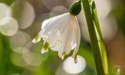 Und noch eine Blüte ... Und noch eine Blüte ...