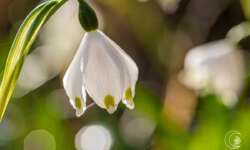 Die wievielte Blüte ist das jetzt? Die wievielte Blüte ist das jetzt?