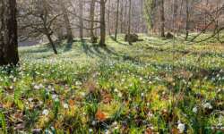Das nenn ich mal Blütenmeer Das nenn ich mal Blütenmeer
