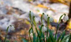 Märzenbecher am Wasser Märzenbecher am Wasser