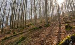 Abstieg zurück nach Bad Überkingen Abstieg zurück nach Bad Überkingen