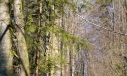 einsame Waldwege auf der Lützelalb einsame Waldwege auf der Lützelalb