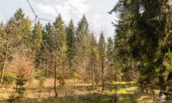 Waldidylle auf der Lützelalb Waldidylle auf der Lützelalb