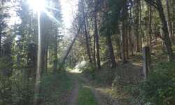 Zaunpfosten - erste Spuren Zaunpfosten - erste Spuren