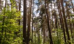 letzte Waldwege letzte Waldwege