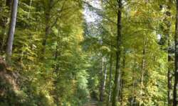 typische Wege durch den Schwarzwald typische Wege durch den Schwarzwald