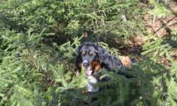 Manchmal kein Weg im Schwarzwald Manchmal kein Weg im Schwarzwald