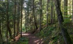 Waldweg Waldweg