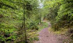 traumhafte Waldwege traumhafte Waldwege