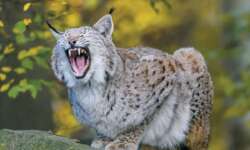 Der Chef ist müde Der Chef ist müde