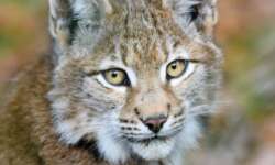 Luchs im Bilsteintal Luchs im Bilsteintal