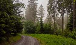 dunkler, einsamer Wald dunkler, einsamer Wald