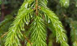 feuchte Fichtennadeln feuchte Fichtennadeln