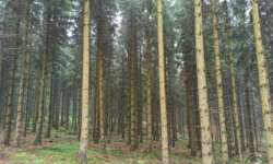 Nebelmorgenfichtenwald Nebelmorgenfichtenwald