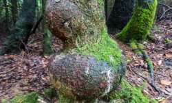 Knollenbaum Knollenbaum