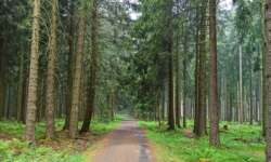 Sauerländer Fichtenwald Sauerländer Fichtenwald