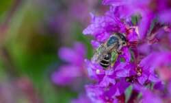 Biene am See Biene am See