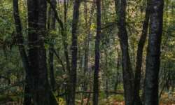 Stimmungsvoller Wald Stimmungsvoller Wald